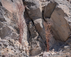 Eriogonum rixfordii