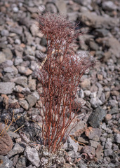 Eriogonum rixfordii
