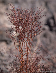 Eriogonum rixfordii