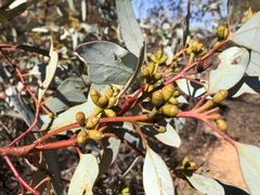 Eucalyptus cyanophylla