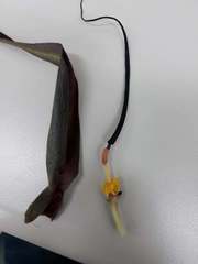 Typhonium roxburghii