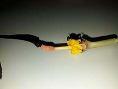 Typhonium roxburghii