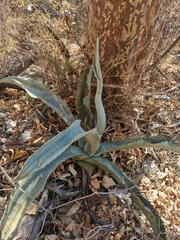 Agave pablocarrilloi