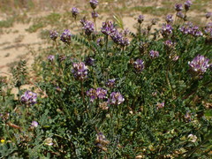 Astragalus didymocarpus