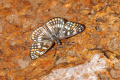 Chlosyne coronado