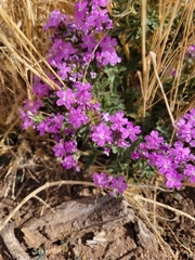 Glandularia chiricahensis