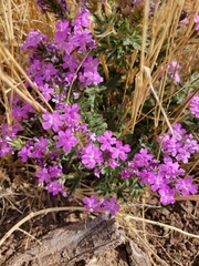 Glandularia chiricahensis