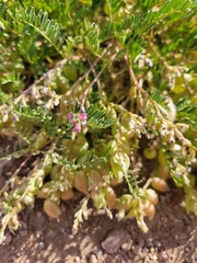 Astragalus allochrous