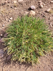 Astragalus allochrous