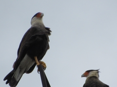Caracara plancus