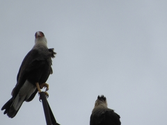 Caracara plancus