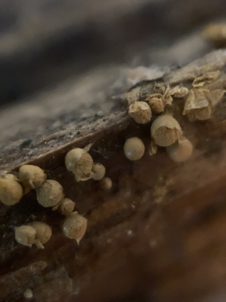 Hemitrichia montana