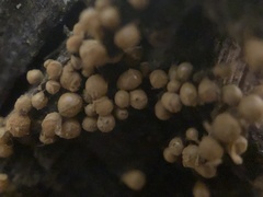 Hemitrichia montana