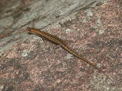 Lampropholis mirabilis