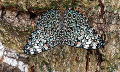 Hamadryas feronia feronia