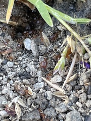 Pheidole californica