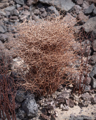 Eriogonum rixfordii