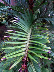 Wollemia nobilis