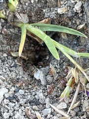 Pheidole californica