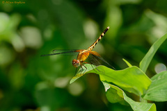 Erythrodiplax fervida