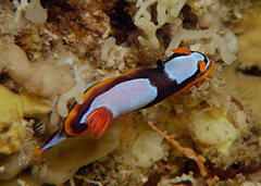 Chromodoris westraliensis