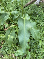 Rumex japonicus