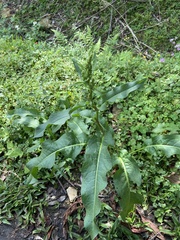 Rumex japonicus