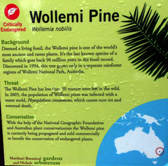 Wollemia nobilis