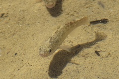 Cyprinodon salinus salinus