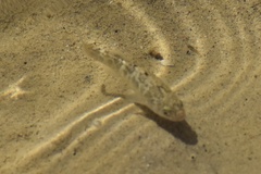 Cyprinodon salinus salinus