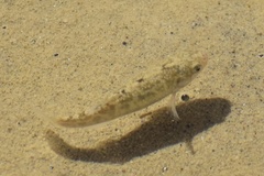 Cyprinodon salinus salinus