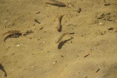 Cyprinodon salinus salinus