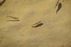 Cyprinodon salinus salinus