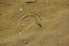 Cyprinodon salinus salinus