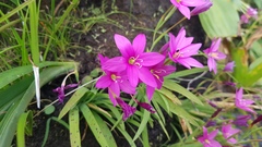 Hesperantha scopulosa