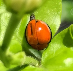 Chilocorus circumdatus