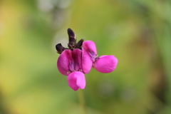 Dolichos falciformis