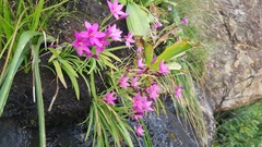 Hesperantha scopulosa