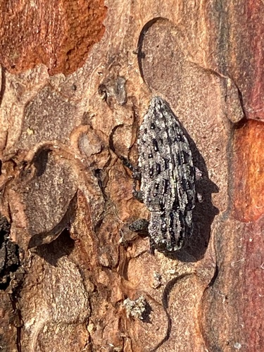 Hardwood stump borer