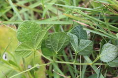 Dolichos falciformis