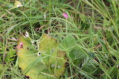 Dolichos falciformis