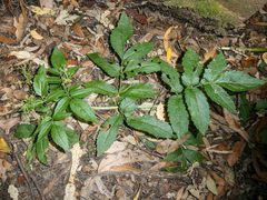 Sambucus gaudichaudiana