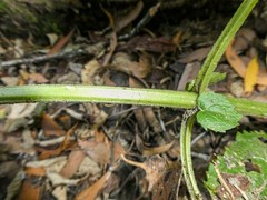 Sambucus gaudichaudiana