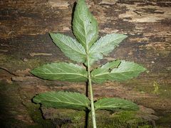 Sambucus gaudichaudiana