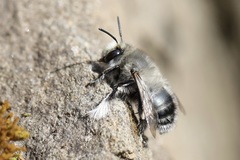 Anthophora