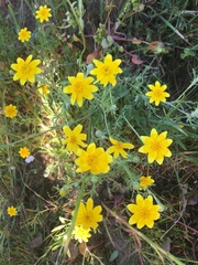 Pseudobahia heermannii