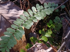 Asplenium