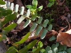 Asplenium