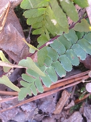 Asplenium