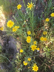 Pseudobahia heermannii